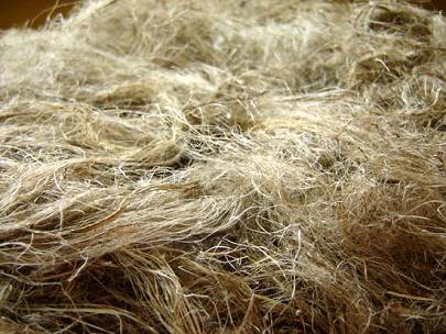 Short flax fibre